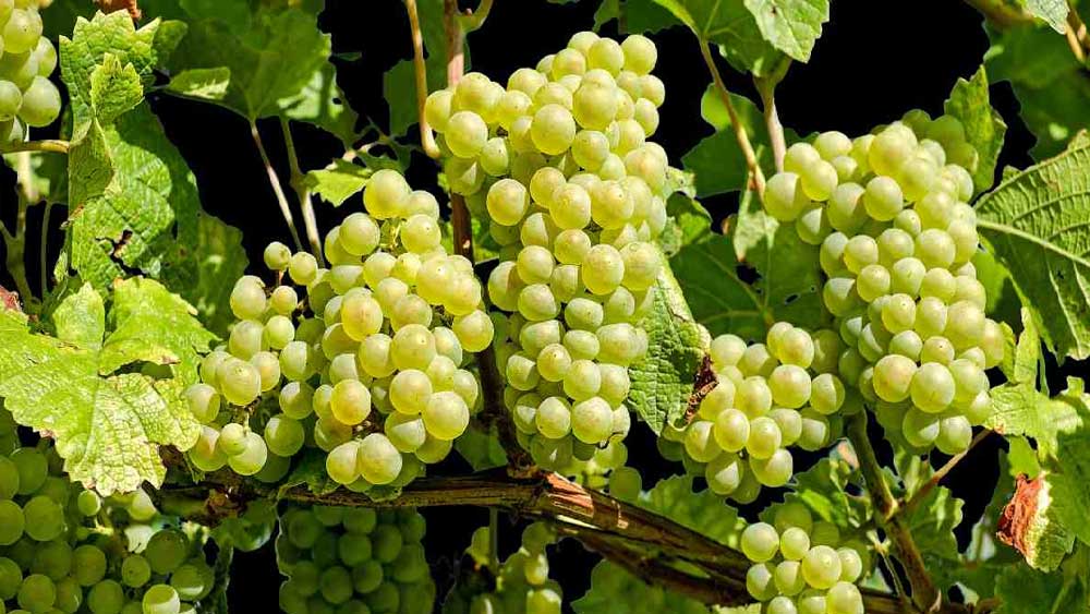 সাত লক্ষ টাকা কী ভাবে জোগাড় করবেন সবিতা? তাঁর কাছে সম্পত্তি বলতে আড়াই একরের একটি আঙুরক্ষেত এবং একটি মাত্র সোনার চেন। সেগুলি বিক্রি করেও এত টাকা জোগাড় করতে পারবেন না তিনি।