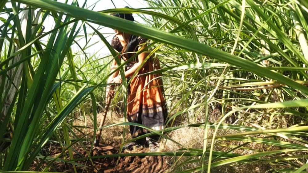 শিক্ষাগত যোগ্যতা বেশি নয় যে, ভাল বেতনের কোনও চাকরি পাবেন। আঙুর চাষ সম্পর্কেও কোনও ধারণা নেই সবিতার। তাই তিনি ভাবলেন, সব্জি চাষ করে নিজেই বিক্রি করবেন। পরিকল্পনা মতো চাষবাসও শুরু করলেন তিনি।