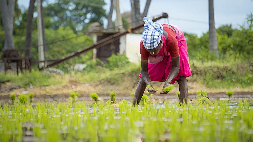 কিন্তু তাতে তেমন লাভ হল না। সব বিক্রি করেও মাসের শেষে ১০ হাজার টাকাও হাতে এল না সবিতার। তাই তিনি রোজগারের জন্য বিকল্প পথ খুঁজতে থাকেন।