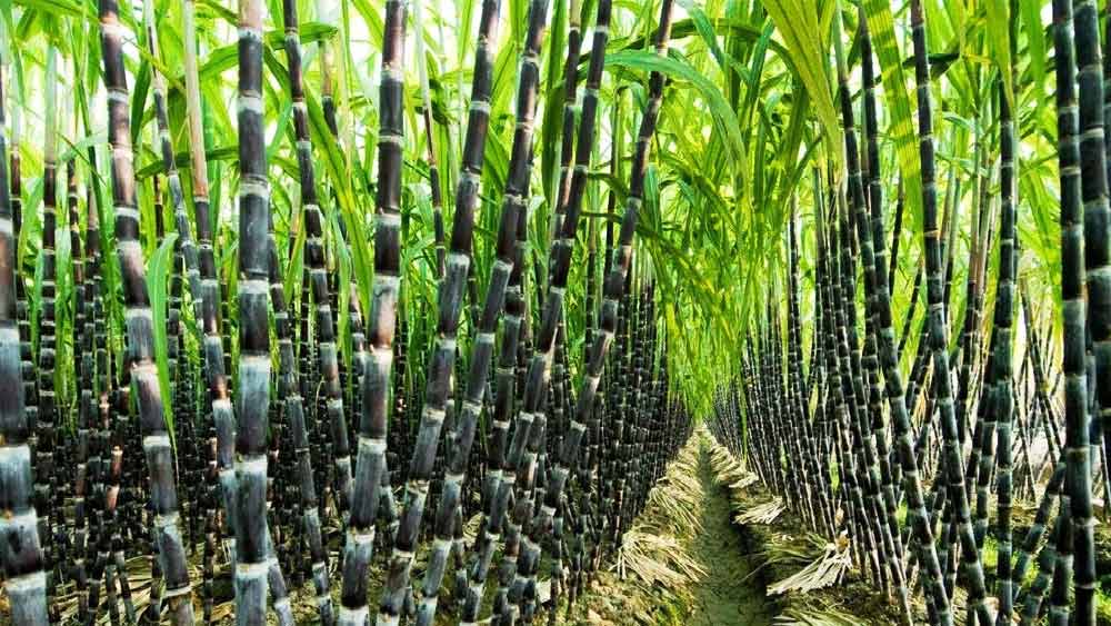 ২০১৮ সালে আখের চাষ শুরু করেন তিনি। সবিতা বলেন, ‘‘শুধু আখ চাষ করেই আমি মাসে ৫৪ হাজার টাকা রোজগার করেছি।’’ বর্তমানে তাঁর মাসিক উপার্জন এক লক্ষ টাকারও বেশি।