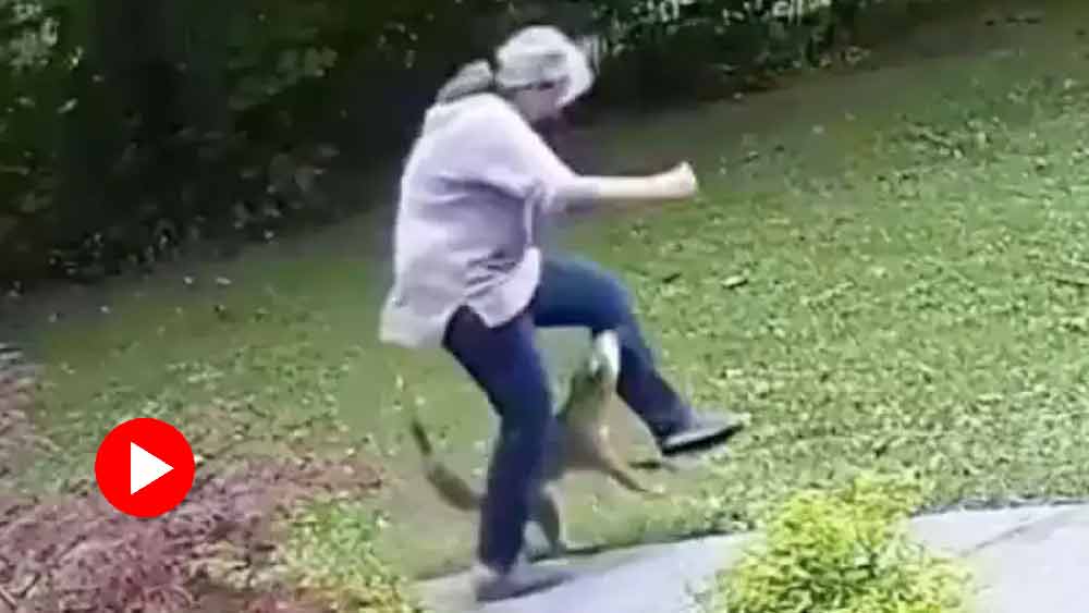 Viral Shocking Clip Shows Woman Getting Attacked By A Rabid Fox In Her Own Yard Dgtl Anandabazar