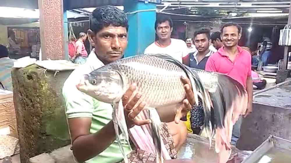 নদিয়ার সেই অদ্ভুতদর্শন মাছ।