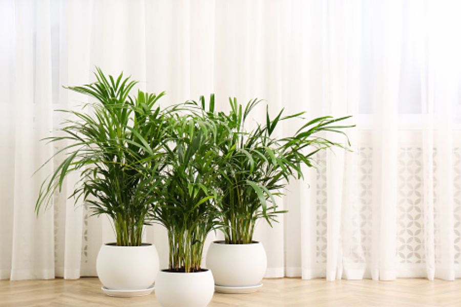 আরেকা পাম