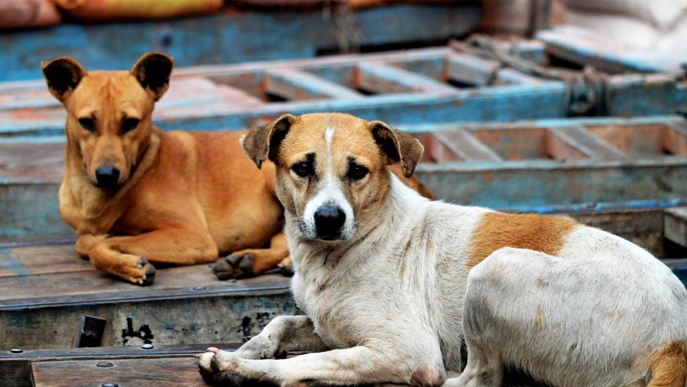 কোটি কোটি টাকার সম্পত্তির মালিক। মানুষ নয়, কুকুর! গুজরাতের বনাসকাঁটা জেলার কাহিনি। পাঁচ কোটি টাকার সম্পত্তি ভোগ করছে গুজরাতের ১৫০টি কুকুর।