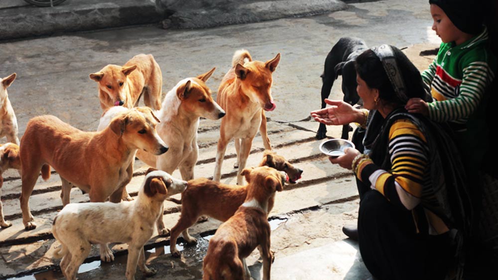 এই ভাবনা থেকে কয়েক বিঘা জমি কুকুরদের নামেই লিখে দেন গ্রামবাসীরা।