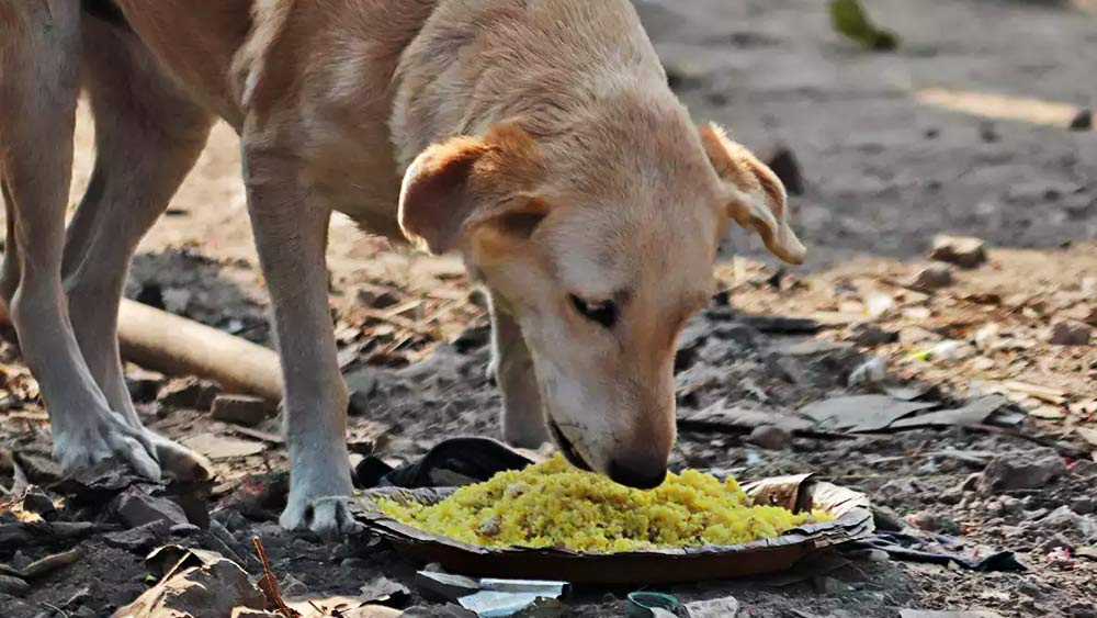 কুকুরদেরও ভাল ভাবে জীবন কাটানোর অধিকার রয়েছে— এমনটাই মানেন গ্রামের লোকেরা। এমন একটা দিনও যায়নি, যে দিন গ্রামের কোনও কুকুর খালি পেটে ঘুমোতে গিয়েছে।