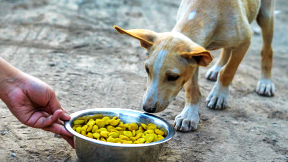 কুকুরগুলিকে খাওয়ানোর জন্য গ্রামের একটি জায়গা আলাদা করে রাখা হয়েছে। তাদের জন্য রয়েছে বিশেষ বাসনপত্র।