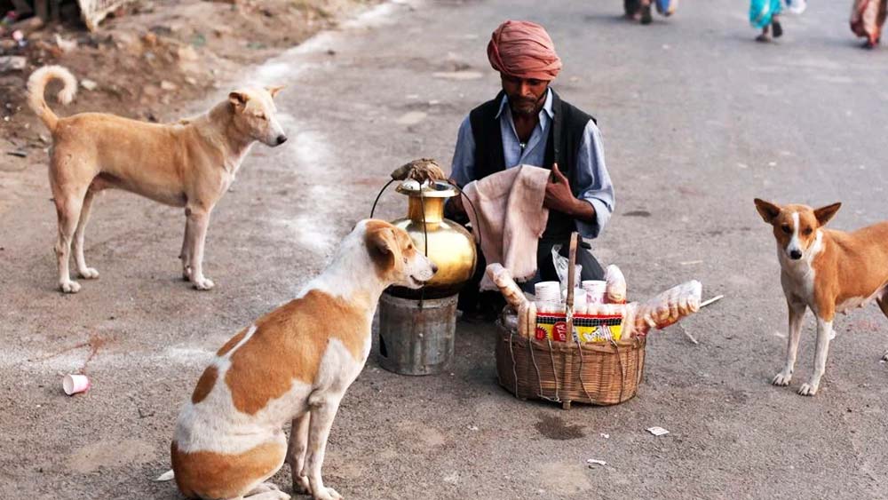 শুধু সুস্বাদু ও পুষ্টিকর খাবারই নয়, গ্রামের লোকেরা এই ১৫০টি কুকুরকে নিয়মিত লাড্ডুও খাওয়ান।