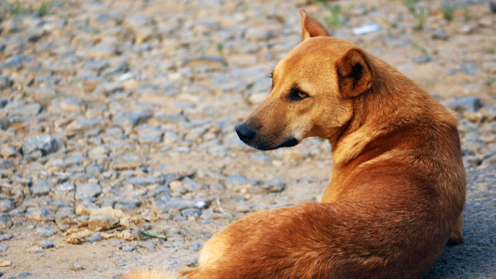 গ্রামের লোকেরাই জানান, কুকুরদের এমন ভাবে লালন-পালন করা তাঁদের গ্রামে বংশপরম্পরায় চলে আসছে।