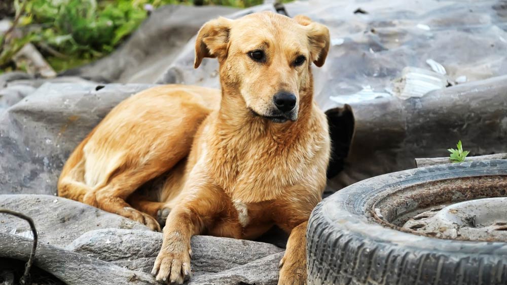 স্বাধীনতার আগে কুষ্কল গ্রাম এক নবাবের শাসনে ছিল। গ্রামবাসীদের ভবিষ্যতের কথা ভেবে সেই নবাব কয়েক বিঘা জমি গ্রামবাসীদের চাষবাস করার জন্য দান করেন।