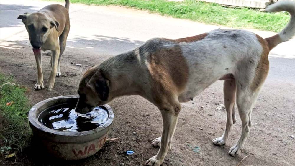 গ্রামের লোকেরা এই জমিতে চাষ করলেও এর মধ্যে ২০ বিঘা জমি গ্রামের কুকুরদের নামেই লিখে দিয়েছেন তাঁরা। ওই জমিতে চাষ করে তাঁরা যে পরিমাণ অর্থ উপার্জন করেন, তার পুরোটাই কুকুরদের দেখাশোনার জন্য খরচ করেন গ্রামবাসীরা।