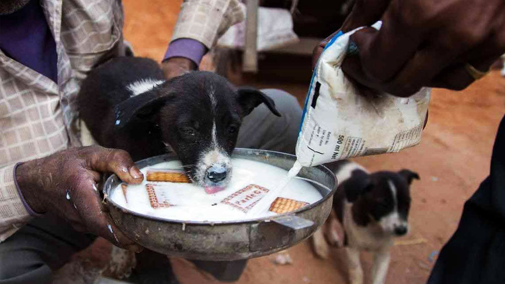 ওই গ্রামের এক বাসিন্দা প্রকাশ চৌধরি জানান, গ্রামের লোকেরাই এই কুকুরদের জন্য চাষবাস করে আয় করেন। তাঁদের পূর্বপুরুষেরা এই প্রথা চালু করেছিলেন। জাতপাতের বিবেচনা না করে গ্রামের প্রত্যেকে এই প্রথা মানেন বলেও জানান প্রকাশ।