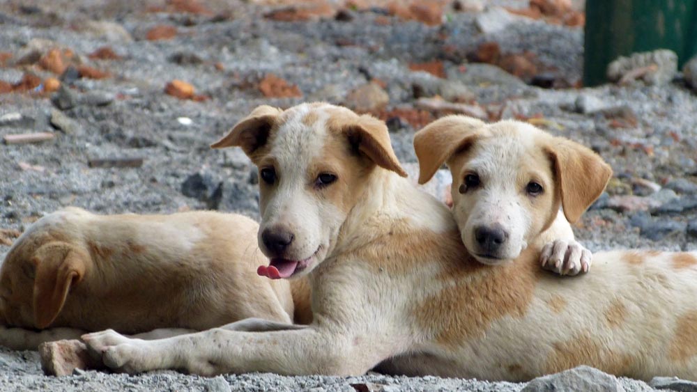এই ২০ বিঘা জমির বাজারমূল্য পাঁচ কোটি টাকা জেনেও কুকুরদের কথা ভেবে জমিতে হস্তক্ষেপ করেন না গ্রামের কেউই।