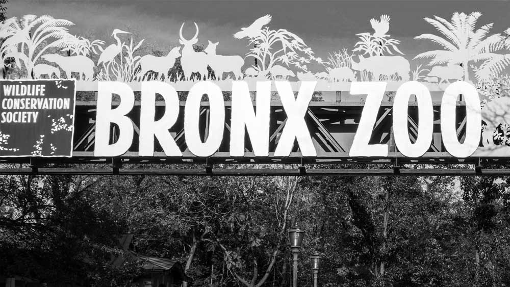 যদিও চিড়িয়াখানা কর্তৃপক্ষের তরফে ওটাকে বন্দি রাখার বিষয়টি বার বার অস্বীকার করা হয়েছে। উল্টে চিড়িয়াখানা কর্তৃপক্ষ দাবি করেন, ওটা নাকি এক জন কর্মী হিসাবেই ওখানে কাজ করতেন।