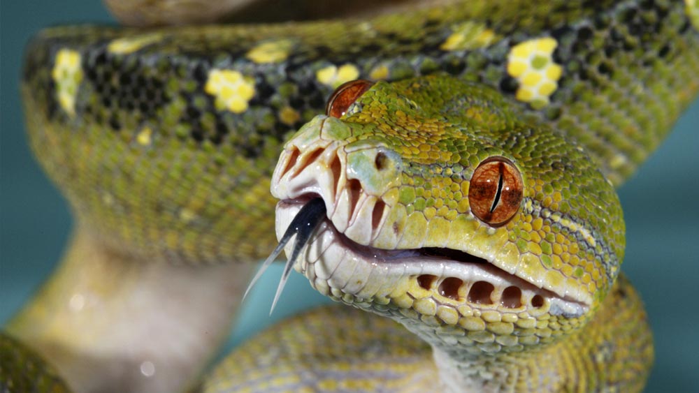 নৃতত্ত্ববিদ ডেভিড ই জোনসের মতে, পুরাকালে ১০০ জনের মধ্যে ৩৯ জন সাপ দেখে ভয় পেত। তাদের মধ্যে শিশুদের সংখ্যাই বেশি। যে অঞ্চলে সাপের অস্তিত্বই বিরল, সেখানেও সাপের ভয়ে বাচ্চারা জড়সড় হয়ে থাকত।