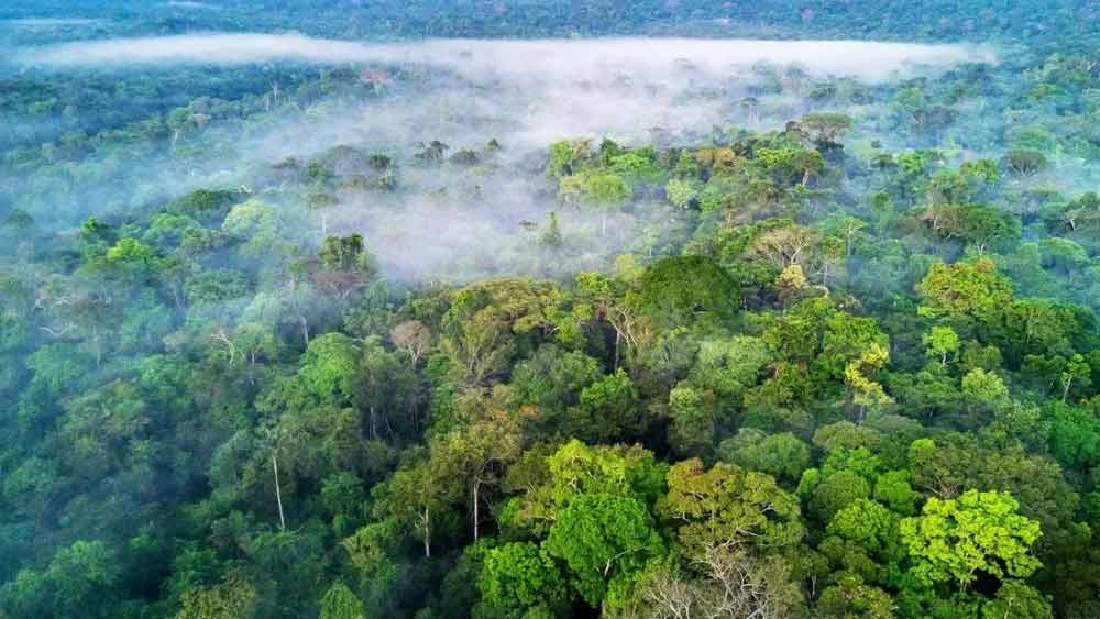 ফুনাইয়ের দাবি, ওই বৃদ্ধের স্বাভাবিক মৃত্যু হয়েছে। যদিও তা নিশ্চিত করতে বৃদ্ধের দেহের ময়নাতদন্ত করবে ব্রাজিল পুলিশ।