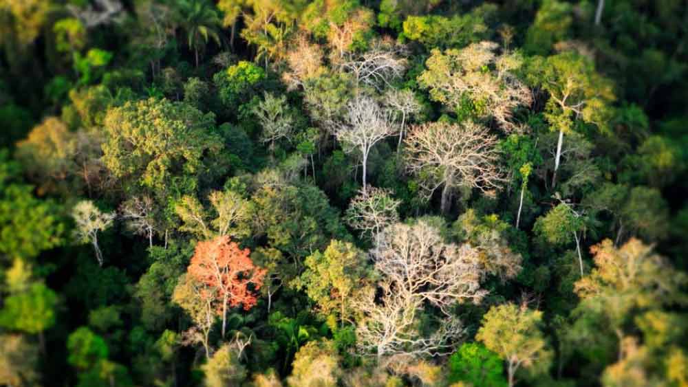গর্তের মানুষের সম্পর্কে কি কোনও তথ্যও পাওয়া যায়নি? আমেরিকার সংবাদমাধ্যম জানিয়েছে, ২০১৮ সালে তাঁকে নিয়ে ভিডিয়ো প্রকাশ্যে এনেছিল ফুনাই। ওই ভিডিয়োতে দেখা গিয়েছে, কুঠার জাতীয় অস্ত্র দিয়ে একটি গাছে বার বার আঘাত করছেন তিনি।