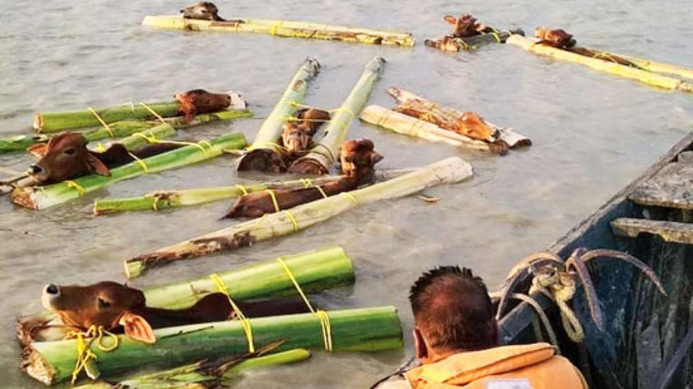 এ ভাবেই গরুর গলায় কলার ভেলা লাগিয়ে নদীতে ভাসিয়ে দেওয়া হয়।