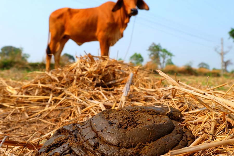 পরিবেশবান্ধব সার হিসেবে গোবরের ব্যবহার বহুল প্রচলিত। জৈব চাষ করতে গিয়ে প্রচুর গোবর জোগাড় করতেন তামিলনাড়ুর মাদুরাইয়ের বাসিন্দা গণেশন। একটা সময় প্রয়োজনের চেয়েও বেশি গোবর জমা হতে থাকে তার কাছে।