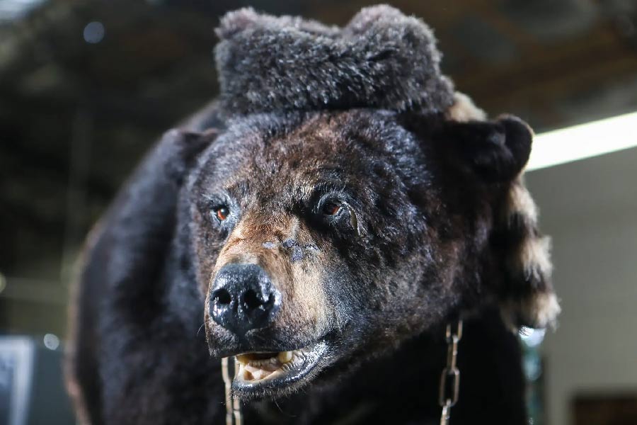 পাবলো এসকোবার মেক্সিকোর কুখ্যাত মাদক মাফিয়া। আর পাবলো এসকো-বিয়ার জর্জিয়ার জঙ্গলের অতি সাধারণ একটি কালো ভালুকের নাম। দু’জনের মধ্যে এক বিন্দু মিল থাকার কথা নয়। যদিও মাফিয়ার নামে ভালুকের নামকরণ করা হয়েছিল মিল রয়েছে বলেই।