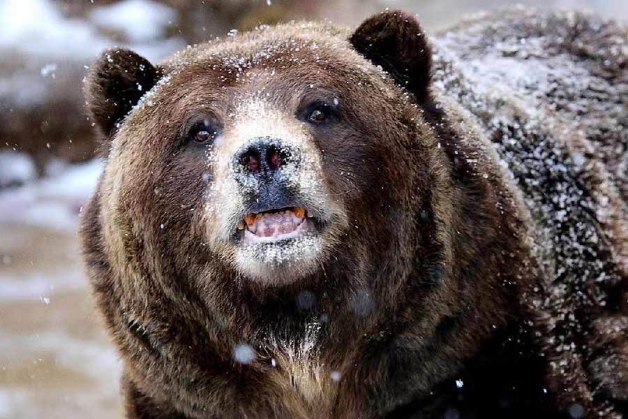 শোনা যায়, ভালুকটি নাকি এক বার একসঙ্গে ৪০ প্যাকেট কোকেন সেবন করেছিল। যার দাম কম করে হলেও ১১৯ কোটি ২০ লক্ষ টাকা। 