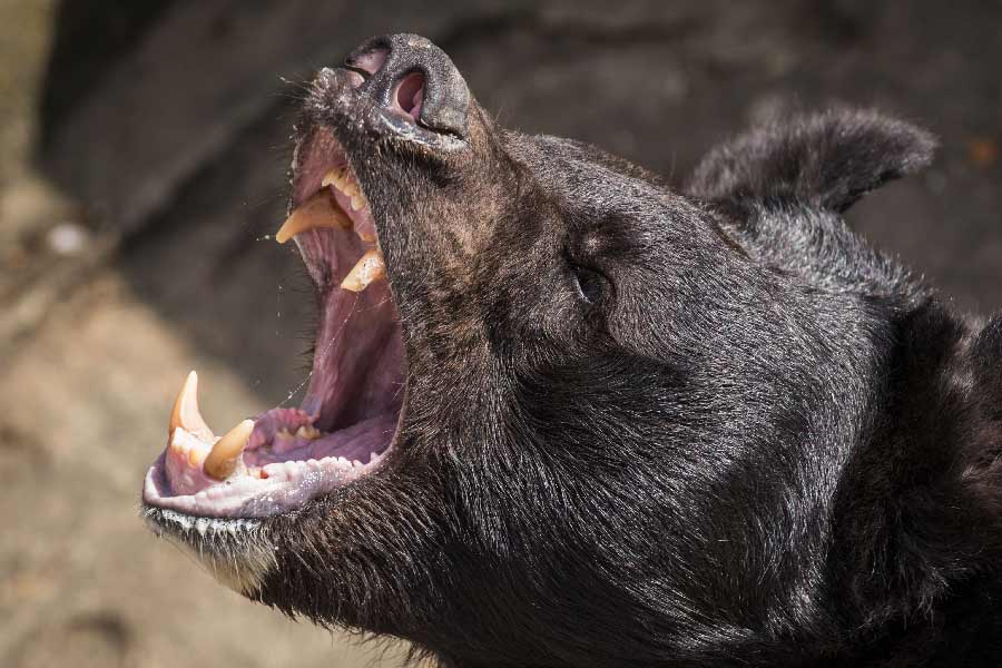 এই পরিমাণে কোকেন একেবারে খাওয়া তো দূর, খাওয়ার কথা ভাবাও সম্ভব নয়। কারণ এর অর্ধেক কোকেনও শরীরে গেলে বেঁচে থাকা সম্ভব নয় কারও পক্ষে। ভালুকটি যদিও ৪০টি প্যাকেটেরই মাদক খেয়ে শেষ করেছিল।