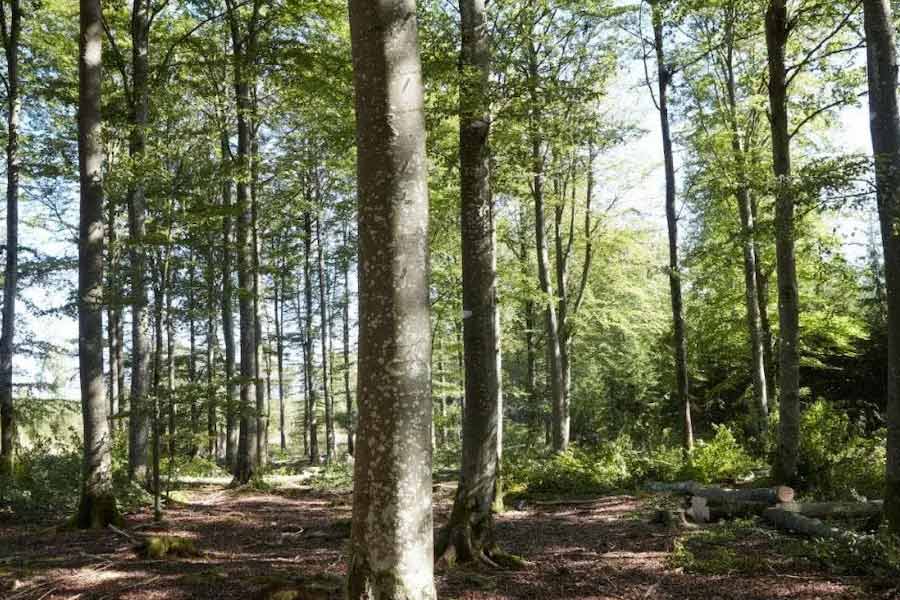 ঘটনাটি ঘটে ১৯৮৫ সালে। জর্জিয়ার জঙ্গলে মাদকের ব্যাগ ফেলতে এসেছিলেন এক পাচারকারী। নাম অ্যান্ড্রু থর্নটন। বয়স ৪০। অ্যান্ড্রু ছিলেন কেনটাকির এক ধনী ঘোড়া ব্যবসায়ীর ছেলে। নিজের ব্যক্তিগত বিমান চালিয়ে জর্জিয়ায় এসেছিলেন অ্যান্ড্রু।  