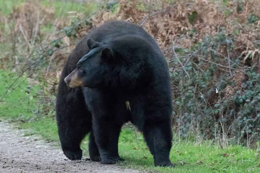 ব্যাগ ছুড়তে গিয়ে প্লেনের কোনও একটি অংশে মাথায় ধাক্কা লেগে আহত হন অ্যান্ড্রু। সজোরে নীচে পড়তে শুরু করেন। সংজ্ঞা হারানোয় প্যারাশ্যুট খুলতে পারেননি। ফলে মাটিতে পড়ে মৃত্যু হয় থর্নটনের। আর তাতেই বদলে যায় জর্জিয়ার ওই জঙ্গলের একটি কালো ভালুকের জীবন। 