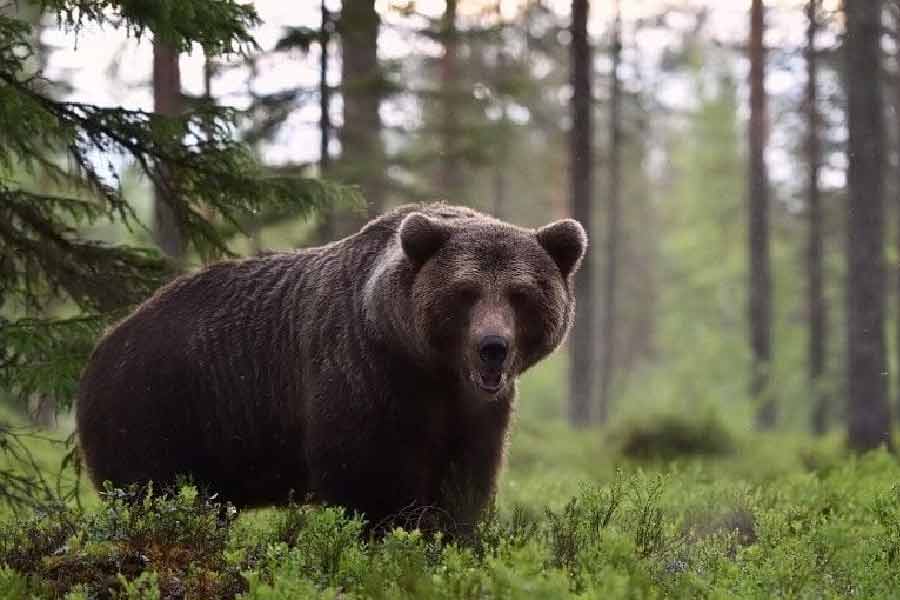 তদন্তকারীরা জানতে পেরেছিলেন ১০টি ব্যাগ নামানোর কথা ছিল থর্নটনের। তার বিমানটি খুঁজে পাওয়ার পর সেই বিমানের গতিপথ দেখে ৯টি ব্যাগ খুঁজে বের করেছিল পুলিশ। কিন্তু ১০ নম্বর ব্যাগটি পেতে প্রায় তিন মাস সময় লেগে যায় তদন্তকারীদের।