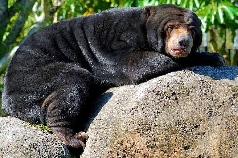 জঙ্গলেরই আরও গভীর এলাকায় ছেঁড়া ব্যাগটি পড়েছিল একটি ভালুকের মৃতদেহের পাশে। তার ভিতরে থাকা কোকেনের ৪০টি প্যাকেট ছড়িয়ে-ছিটিয়ে পড়েছিল আশপাশেই, তবে সবক’টিই ছিল ফাঁকা।
