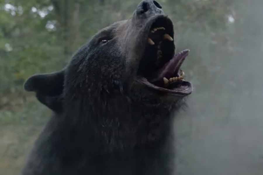 চিকিৎসকেরা জানান, ভালুকটির পাকস্থলীতে ঠাসা ছিল কোকেনের গুঁড়ো। বস্তুত ভালুকটির পাকস্থলী থেকে উপচে বেরোচ্ছিল কোকেন। মাদকের জন্যই যে ভালুকটির মৃত্যু হয়েছে তা নিশ্চিত করে জানান তাঁরা। 