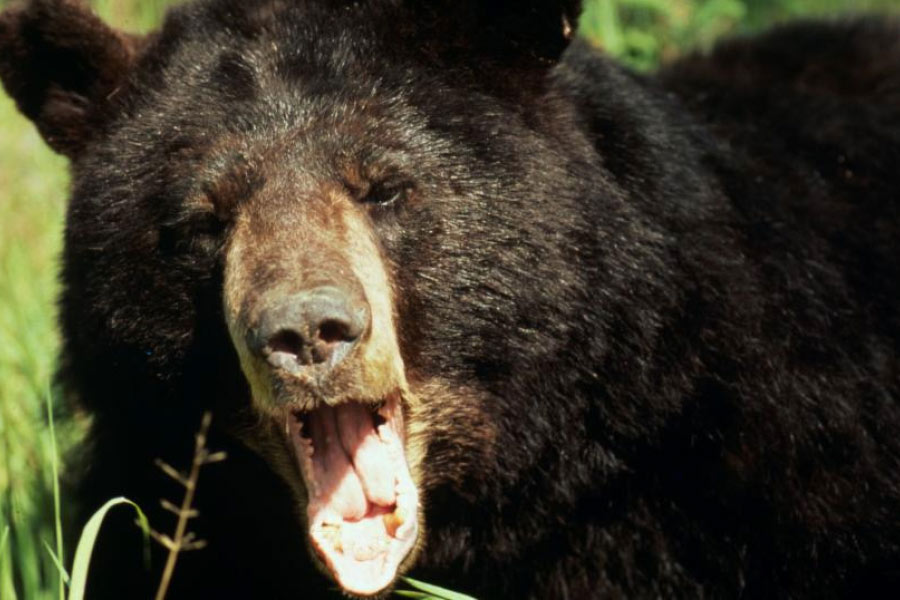 চিকিৎসকেরা জানিয়েছেন, এই কোকেন সেবনের জন্য হার্ট অ্যাটাক থেকে শুরু করে কিডনি, ফুসফুস বিকল হওয়া, মস্তিষ্কে রক্তক্ষরণ, স্ট্রোক, হাইপারথারমিয়া-সহ একাধিক রোগে আক্রান্ত হয়ে মৃত্যু হয় ভালুকটির। 