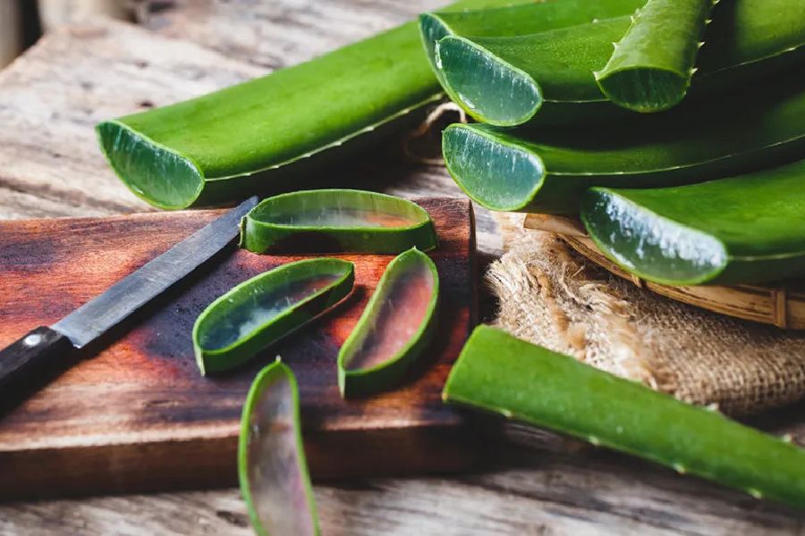 ত্বক শুষ্ক হয়ে যাওয়ার হাত থেকে মুক্তি দিতে পারে অ্যালো ভেরা। 