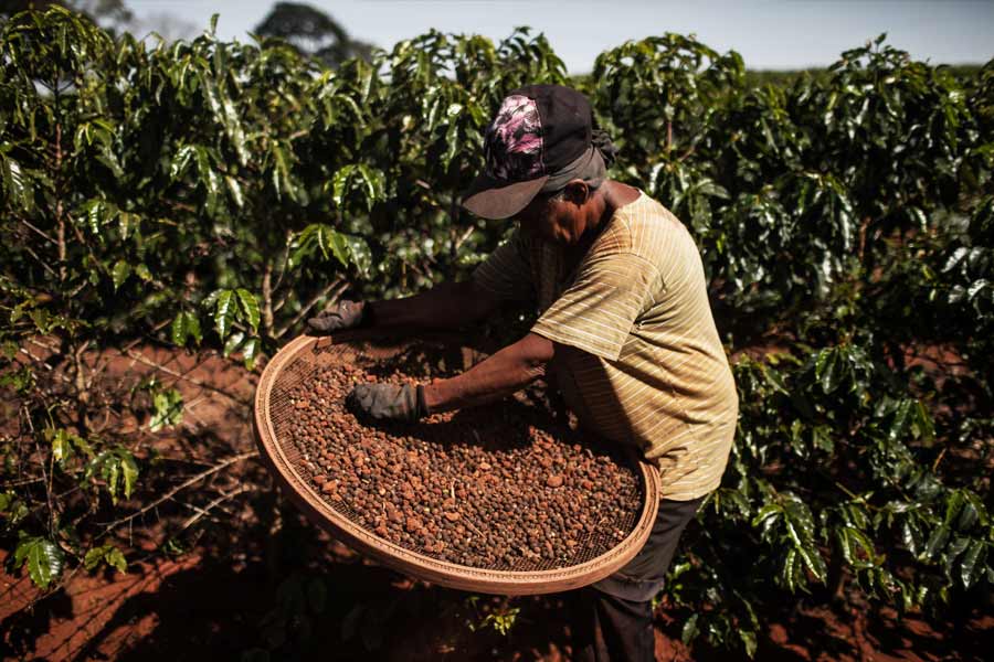 চাহিদার তুলনায় উৎপাদন বেশি হওয়ায় বরাবরই সমস্যার মুখে পড়তেন ব্রাজিলের কফি উৎপাদকেরা। তবে মহামন্দার জেরে সে সমস্যা সঙ্কটে পরিণত হয়েছিল।