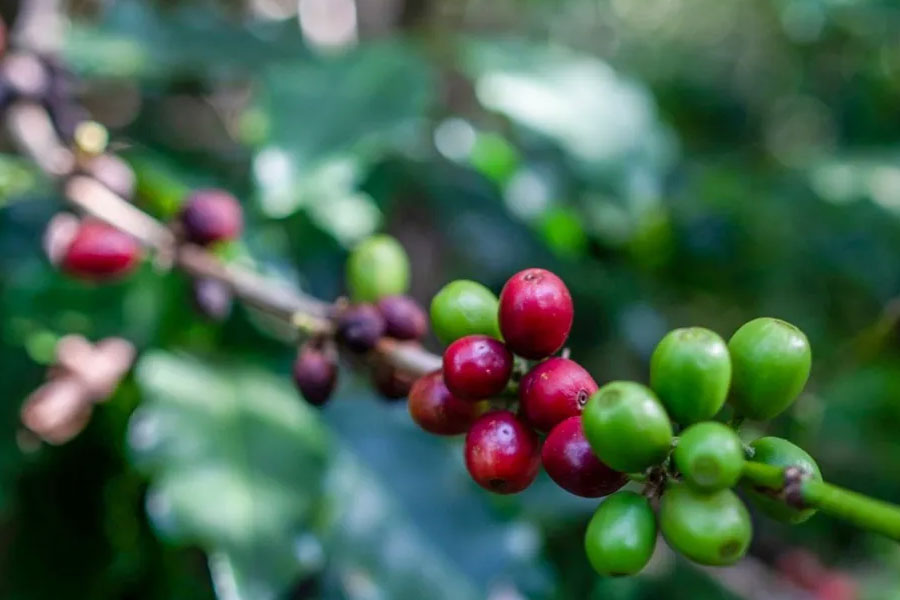 সঙ্কট মেটাতে ন্যাশনাল কফি কাউন্সিল গঠন করে ব্রাজিল সরকার। ব্রাজিলের তৎকালীন প্রেসিডেন্ট জেতুলিয়ো ভার্গাসের নির্দেশে সাও পাওলোর উৎপাদকদের থেকে কফি কিনতে শুরু করে ওই কাউন্সিল। এর পর সেই ফসলের বিনিময়ে আমেরিকা বা জার্মানির মতো দেশ থেকে পণ্য আমদানি করেছিল ব্রাজিল সরকার। যেমন, ১৯৩১ সালে কফির বিনিময়ে আমেরিকা থেকে গম এবং পরের বছর তার বদলে জার্মানির থেকে কয়লা আমদানি করেছিল ব্রাজিল।