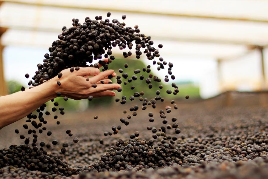 মামলার নিষ্পত্তির পর শেষমেশ ৪ অগস্ট লস অ্যাঞ্জেলসে জাহাজটিকে ফেরার অনুমতি দেওয়া হয়। সান ফ্রান্সিসকোয় কিছু কফির বস্তা বিক্রি হলেও জাহাজে তখনও ৮,০০০ বস্তা পড়েছিল।