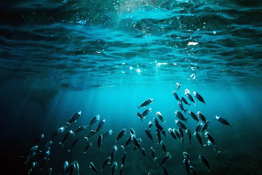 কিন্তু কেন শুরু হয়েছিল সমুদ্রের অতলে অন্বেষণের এই অভিযান? পৃথিবীর ৭০ শতাংশ জল এবং বাকি ৩০ শতাংশ স্থল। মানবজীবনের একটি গুরুত্বপূর্ণ অংশ হয়ে দাঁড়িয়েছে সমুদ্র। বিজ্ঞানীদের দাবি, গভীর মহাসাগরের প্রায় ৯৫ শতাংশ অনাবিষ্কৃত রয়ে গিয়েছে। 