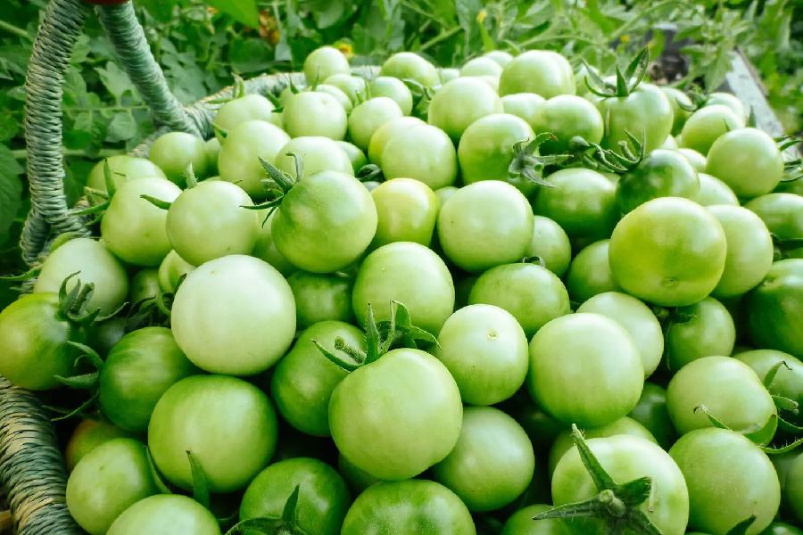 শীতের সবুজ টম্যাটো।