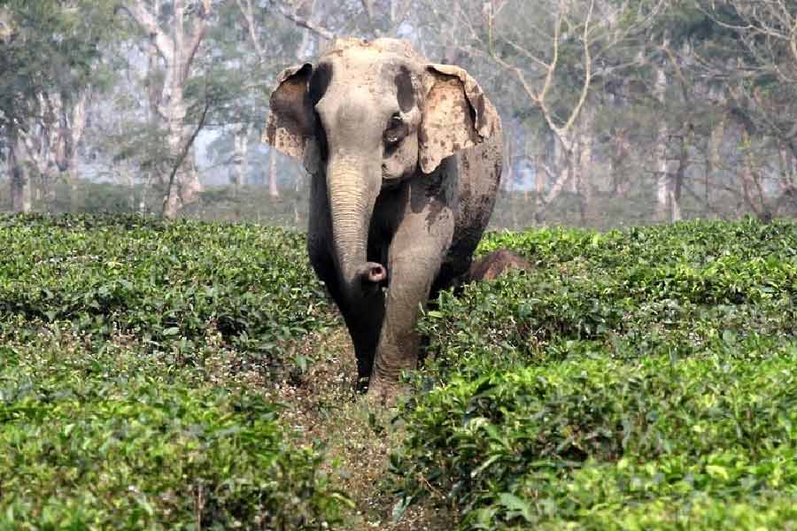 এক চিকিৎসক এক্স-রে পরীক্ষার ল্যাবে নিয়ে এসেছিলেন বিশাল হাতিটিকে। সে নির্দ্বিধায় হেঁটে হেঁটে ল্যাবে ঢুকেছে। কারও কোনও কথা অমান্য করেনি।