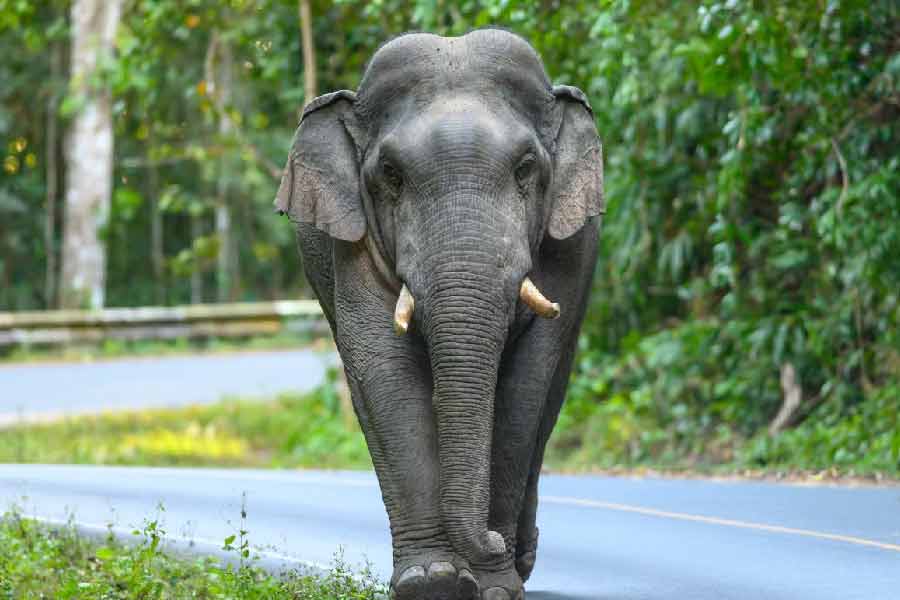 যন্ত্রপাতি ভর্তি ল্যাবটিতে তার মতো বিশাল আকৃতির হাতি নেহাতই বেমানান। কিন্তু ঘরে সে দিব্যি মানিয়ে নিয়েছে। ল্যাবে ঢুকে প্রথমে বেশ কিছু ক্ষণ অপেক্ষা করে হাতিটি। কোথা থেকে কী ভাবে যন্ত্রপাতি বার করা হচ্ছে, ধৈর্য ধরে তা দেখে সে।