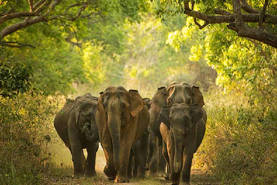 কাজের প্রয়োজনে এক বার হাতিটিকে মাথা তুলে আবার শুয়ে পড়তে বলা হয়। বাধ্য ছাত্রের মতো সব নির্দেশ পালন করেছে সে। যেন তার সঙ্গে কী হচ্ছে, তার চারপাশে কে কী করছে, সবটাই সে বুঝতে পারছে। সকলের সঙ্গে সহযোগিতাও করছে।