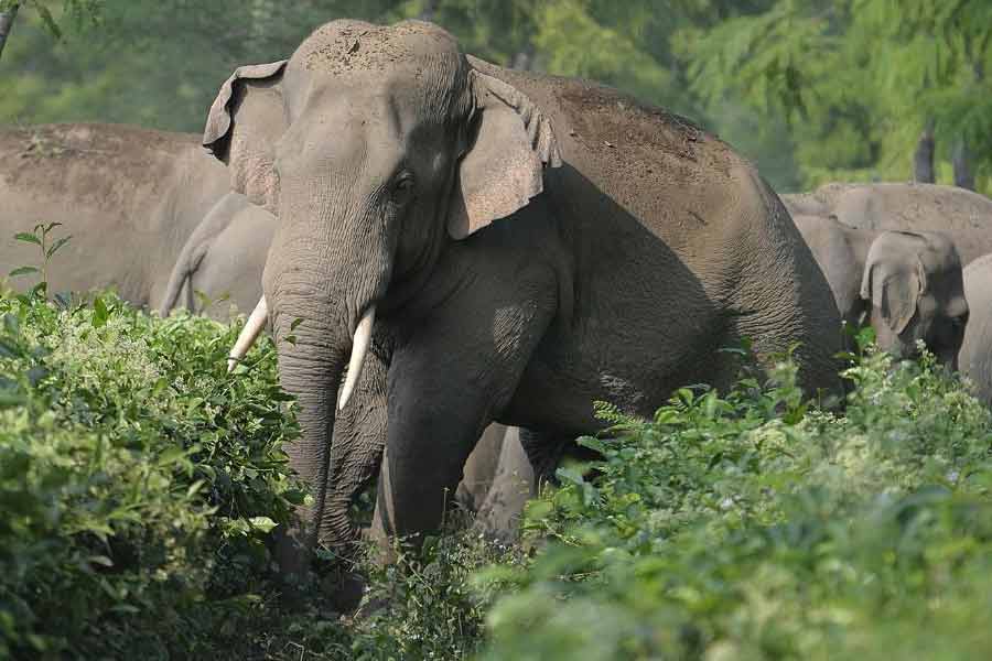 হাতির এমন কীর্তি দেখে নেটাগরিকরা বিস্মিত। অনেকে এই ভিডিয়োর নীচে অনেক রকম মন্তব্য করেছেন। কেউ বলেছেন, ‘‘মানুষও এত ধৈর্য ধরে থাকতে পারে না।’’ কেউ আবার বলেছেন, ‘‘কী সুন্দর প্রাণী! কী ভাবে আমরা এদের আঘাত করার কথা ভাবতে পারি!’’