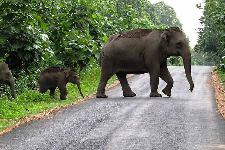বস্তুত, হাতির এক্স-রে করা অন্যান্য পশুর চেয়ে কঠিন। মূলত তাদের আকারের কারণেই এক্স-রে করতে গিয়ে সমস্যায় পড়তে হয় চিকিৎসক কিংবা ল্যাব কর্মীদের। ভাইরাল হাতির ক্ষেত্রেও সে সম্ভাবনা ছিল।