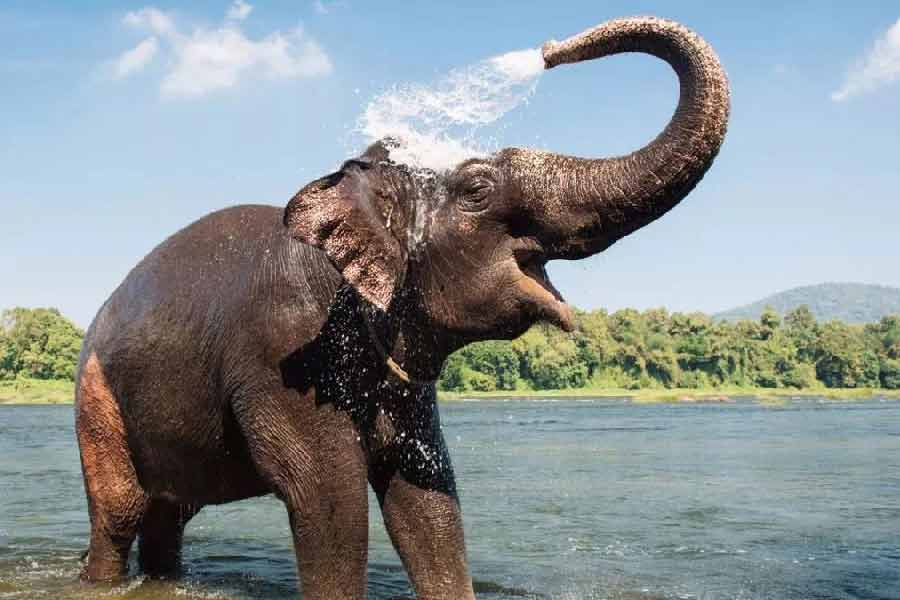 বিশাল দেহ নিয়ে চামড়া এবং মাংসের আবরণ ভেদ করে হাতির হাড়ের ছবি তোলা সহজ নয়। এর জন্য বড়সড় জায়গার প্রয়োজন হয়। অনেক সময় মেশিনের নীচে ছবি তোলার জন্য হাতিকে কাত করতে অনেক কাঠখড় পোড়াতে হয়।