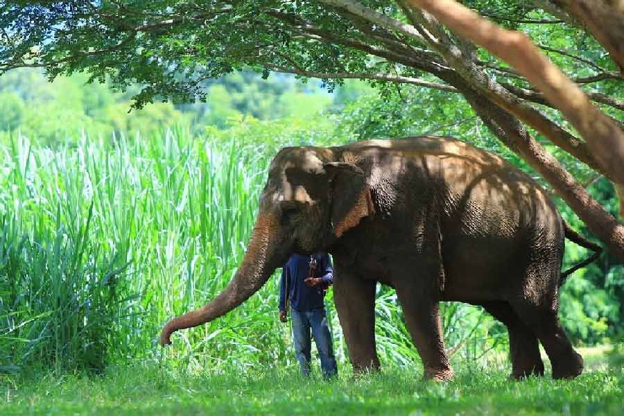 শুধু তো এক্স-রে নয়, হাতির চিকিৎসায় এমআরআই থেকে শুরু করে সিটি স্ক্যান, প্রয়োজন হয় সব কিছুই। তা করতে গিয়ে পদে পদে আসে বাধা।