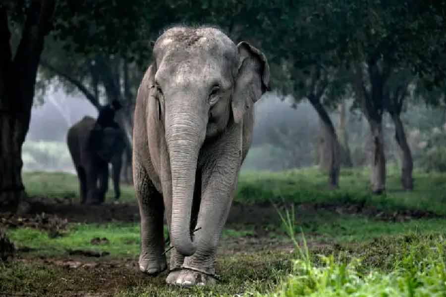 একটি বিদেশি সংবাদমাধ্যমের প্রতিবেদনে জানানো হয়েছে, চিড়িয়াখানায় থাকা হাতিগুলি সাধারণত বেশি স্বাস্থ্যবান হয়। হাতির মাথা বেশি চওড়া হলে এমআরআই মেশিনে তা আটকে যাওয়ার সম্ভাবনা থাকে।