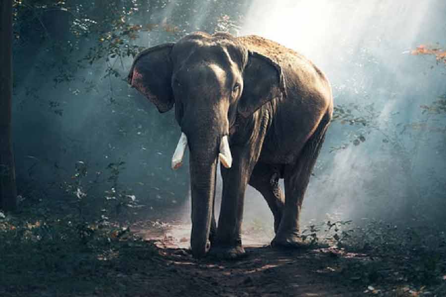 এ ক্ষেত্রে অবশ্য তেমন কোনও সমস্যা হয়নি। নির্বিঘ্নে এক্স-রে করে বেরিয়েছে গজরাজ। হেলতে দুলতে এসে একই রকম দুলকি চালে ফিরে গিয়েছে আবার। তাকে নিয়ে আলোচনা তাই কিছুতেই থামতে চাইছে না। 