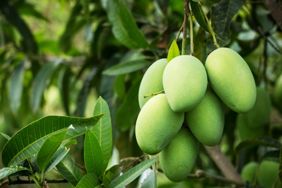 Man beaten to death for allegedly plucking mangoes 