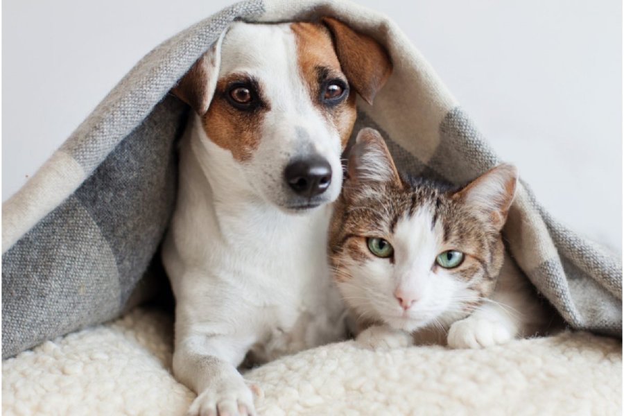 পোষ্যদের শরীরে কৃমির আক্রমণ খুবই সাধারণ একটি বিষয়।