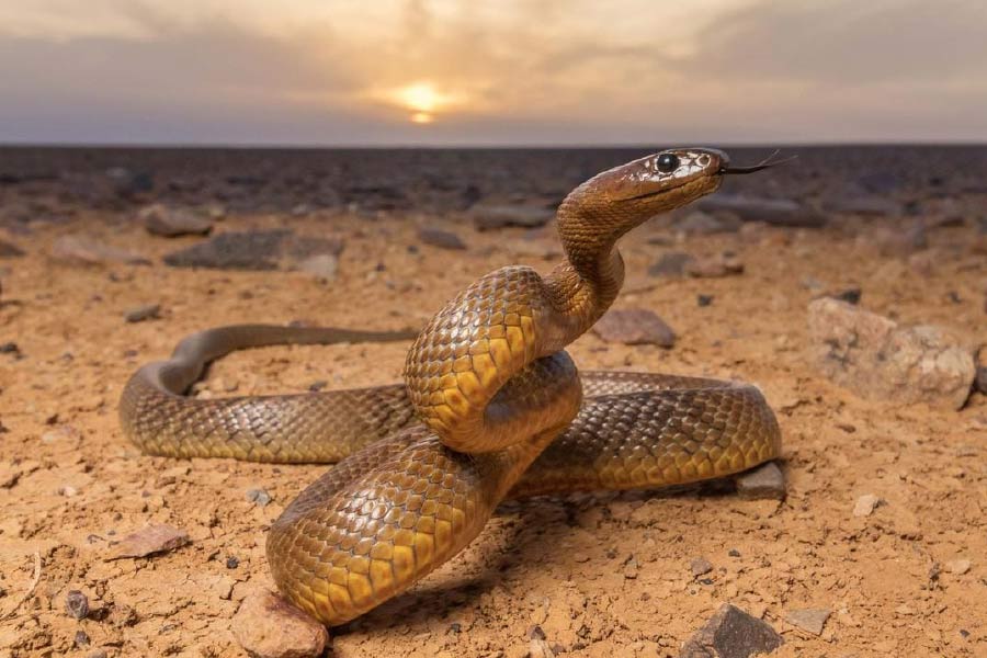 ইনল্যান্ড তাইপান। মূলত অস্ট্রেলিয়ায় দেখতে পাওয়া এই সাপই নাকি বিশ্বের ‘সবচেয়ে বিষধর’ সাপ! যার এক ছোবলে ১০০ জন প্রাপ্তবয়স্ককে মেরে ফেলার ক্ষমতা রয়েছে।